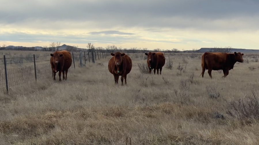 24 home raised, gentle, start calving March 30. 30 year program.-BC1217A5